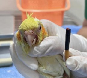 น้องนกสายพันธุ์  Cockatiel วัย 6 เดือน ชื่อ ‘คุกกี้’ เจ้าของรีบพามาหาคุณหมอ 